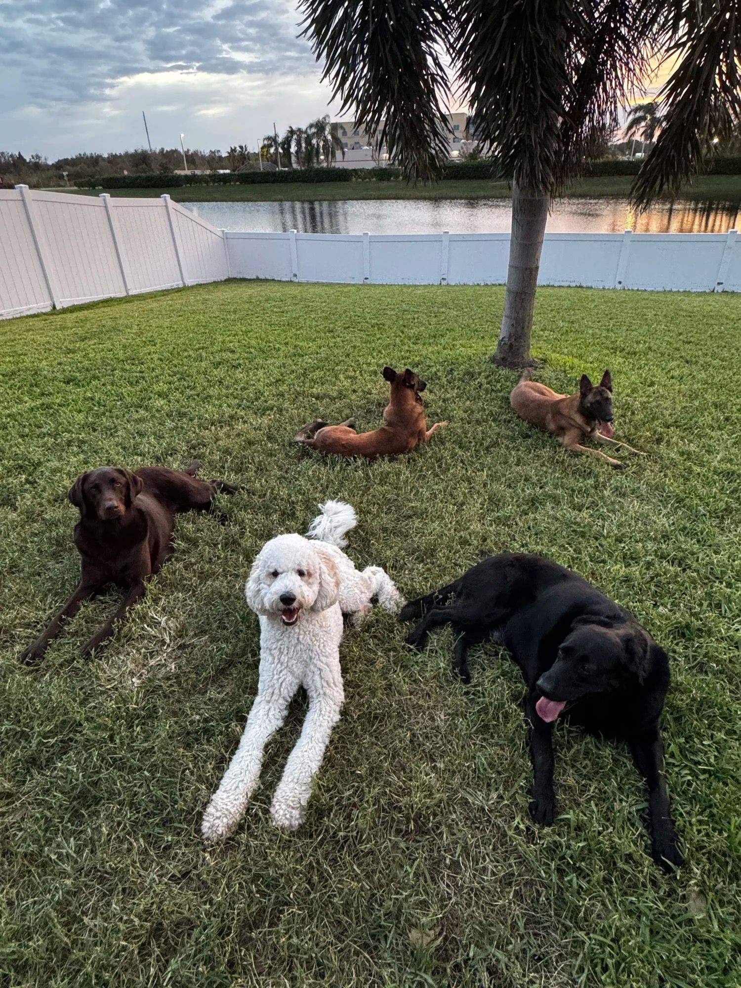 Board & Train at Serenity K-9
