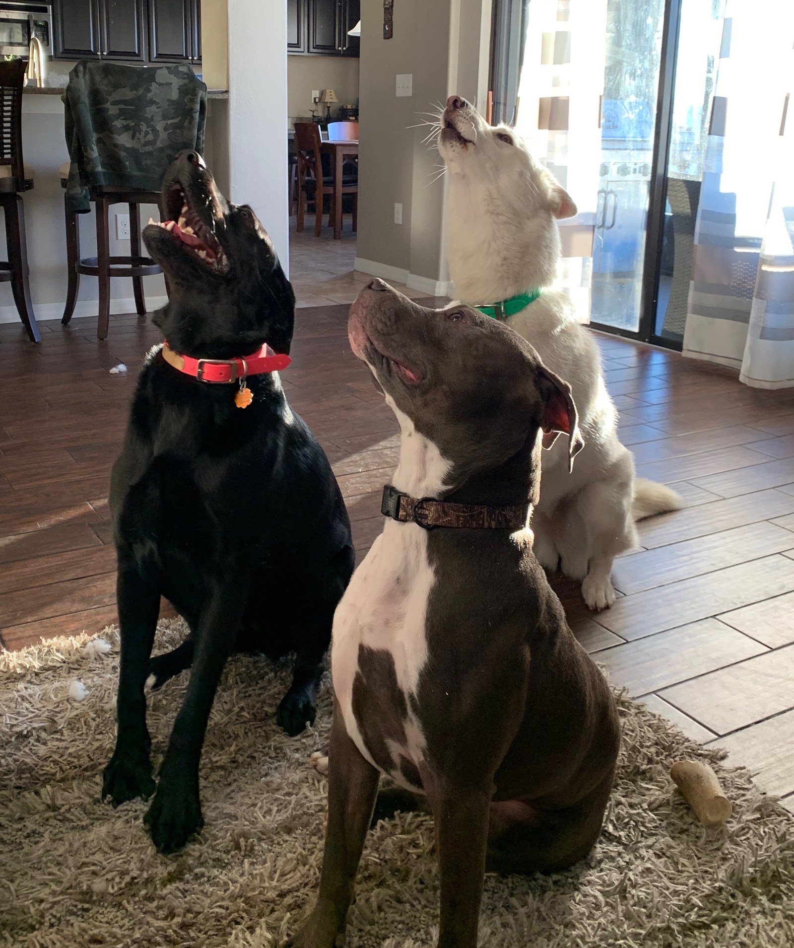 Three dogs holding a calm sit-stay together at home