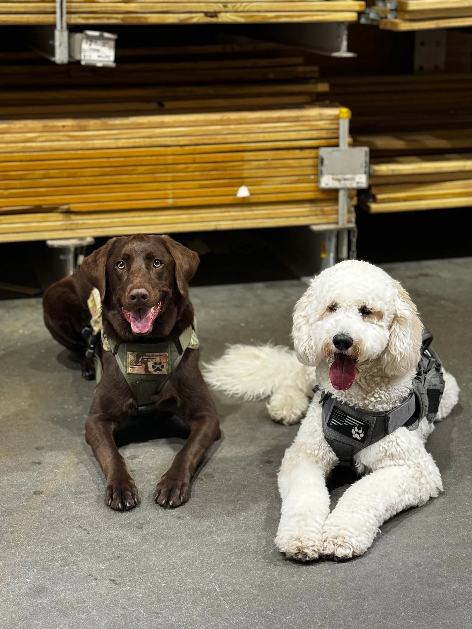 Service dogs demonstrating calm obedience